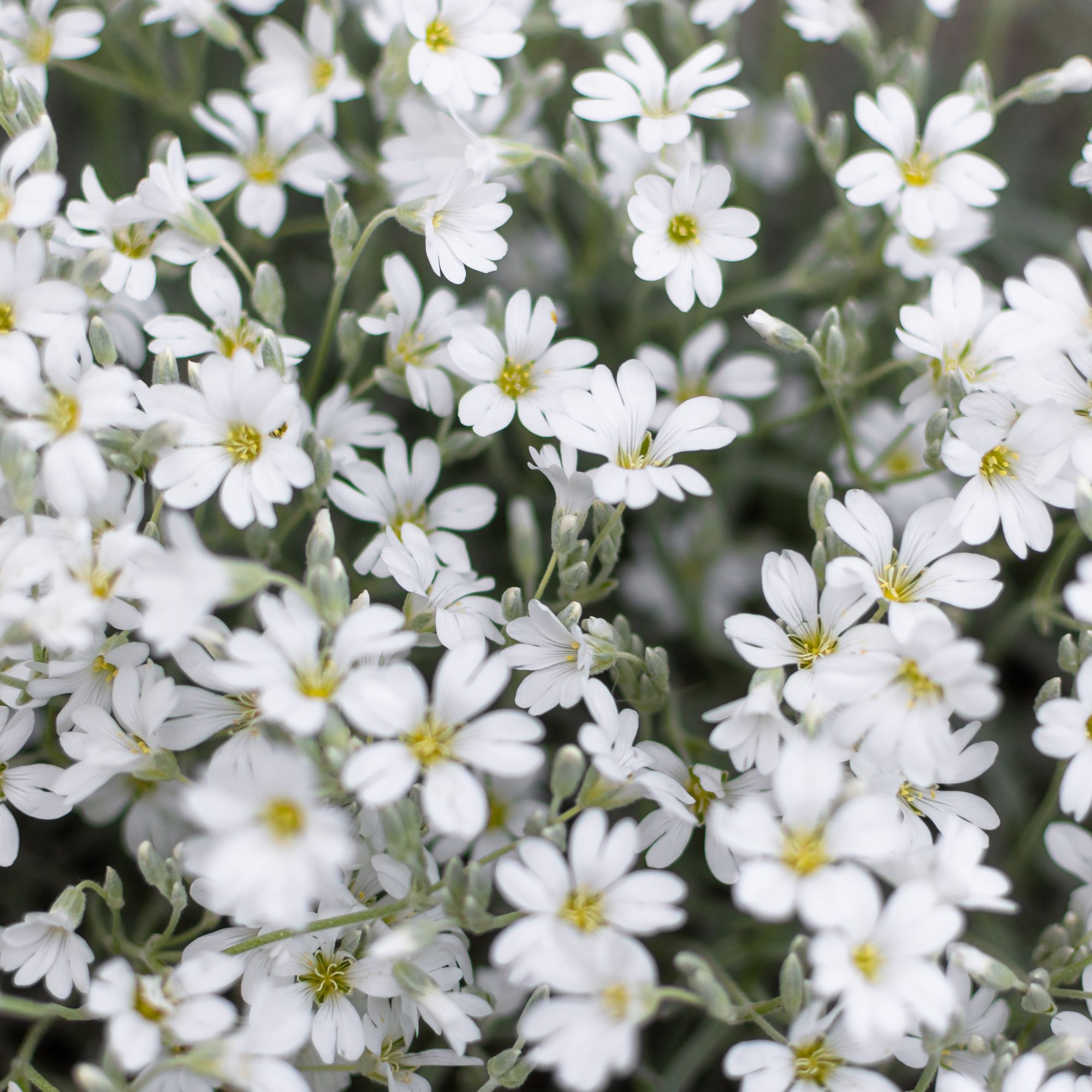 Cerastium - Snow In Summer - Biebersteinii White Seeds - 250 mg Packet ~220 Seeds - Garden Flower Seeds for Planting - White Gro